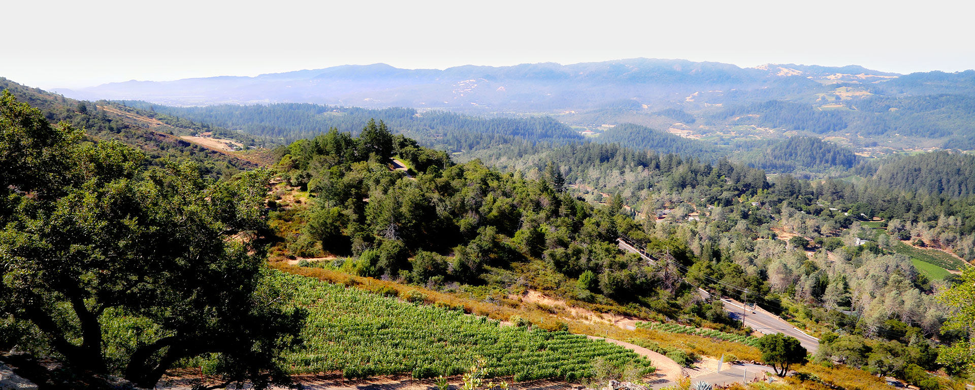 Somnium Vineyard Photo