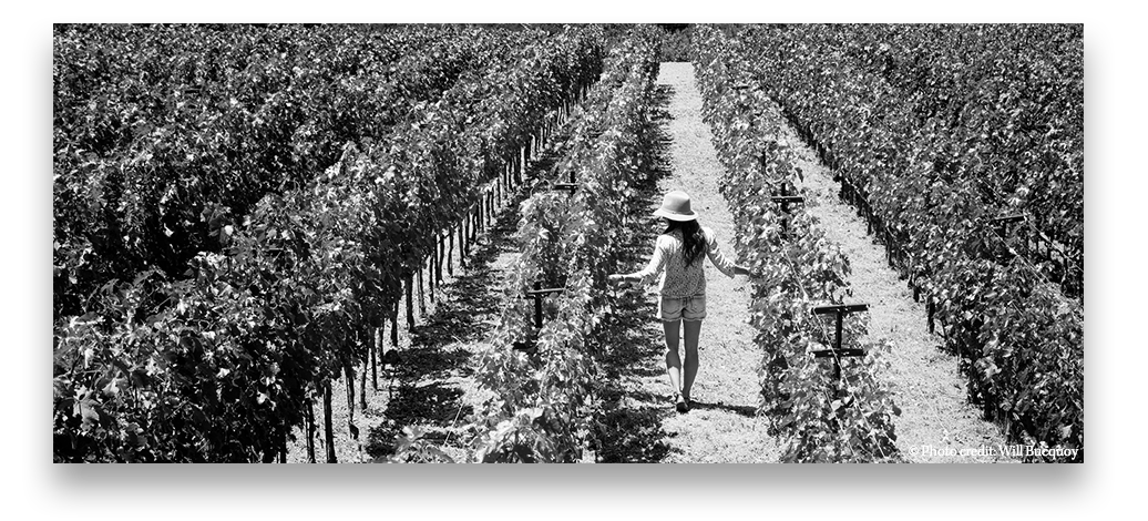 Danica in the vineyard